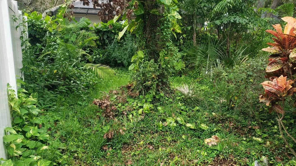 Top-rated lawn care service for residential properties across Dover, FL - Fox's Cleanup