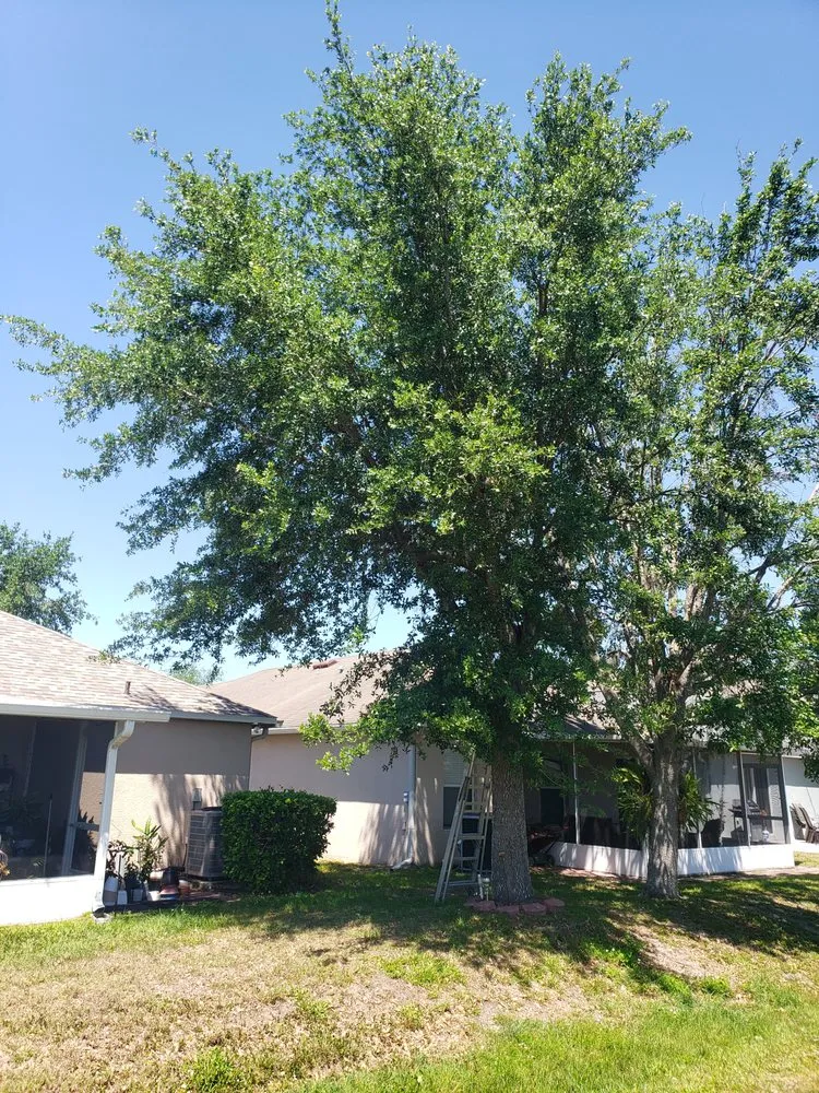 Custom residential landscaping for residential properties across Dover, FL - Fox's Cleanup