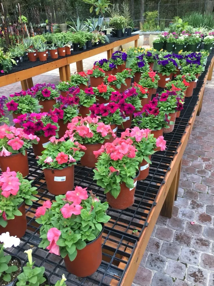 Affordable landscape installation in Neptune Beach, FL - Foxtail Fern Landscape and Design