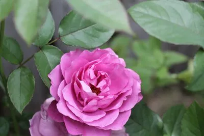 Top-rated garden landscaping in Fort Collins, CO by Foxtail Lawn and Landscape