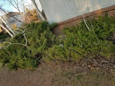 Affordable landscaping services experts serving Fort Collins, CO - Foxtail Lawn and Landscape