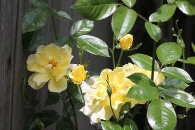 Expert outdoor landscaping for homes in Fort Collins, CO by Foxtail Lawn and Landscape