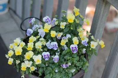 Local outdoor landscaping in Fort Collins, CO - Foxtail Lawn and Landscape