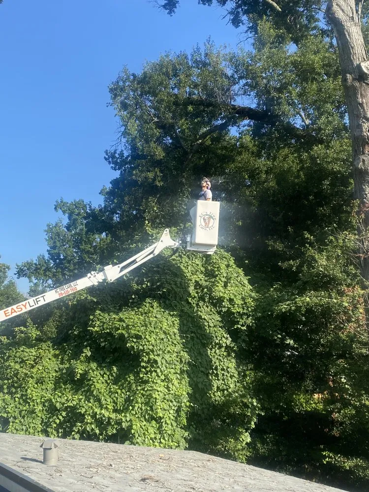 Affordable landscape installation in Monroe, LA by Foxx Tree Service