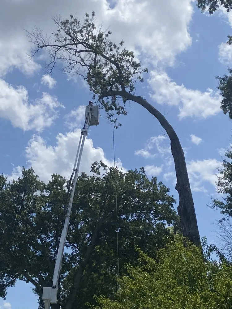 Expert lawn mowing service with custom design in Monroe, LA by Foxx Tree Service