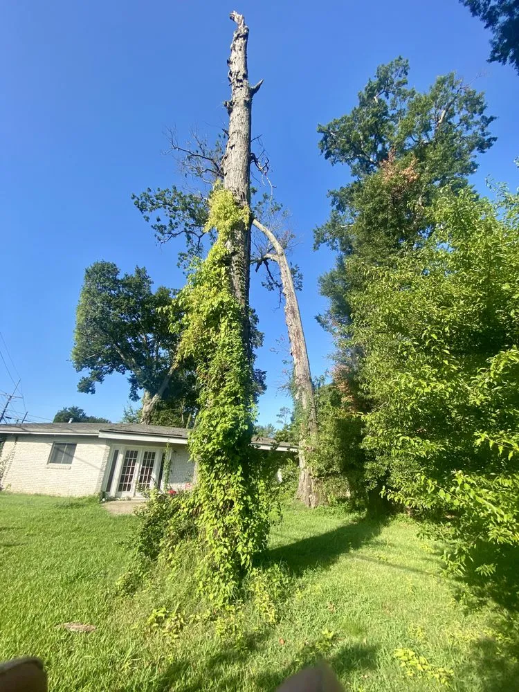 Local lawn care service experts serving Monroe, LA - Foxx Tree Service