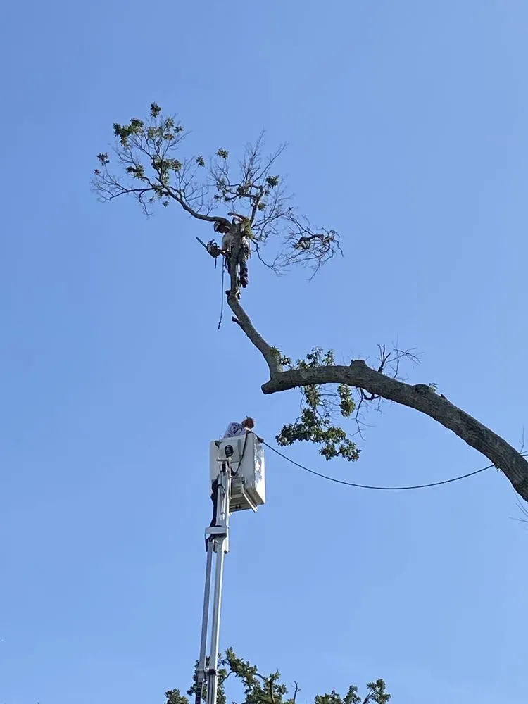 Expert lawn care service experts serving Monroe, LA - Foxx Tree Service