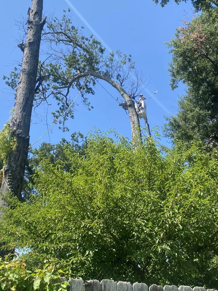 Custom yard maintenance experts serving Monroe, LA - Foxx Tree Service