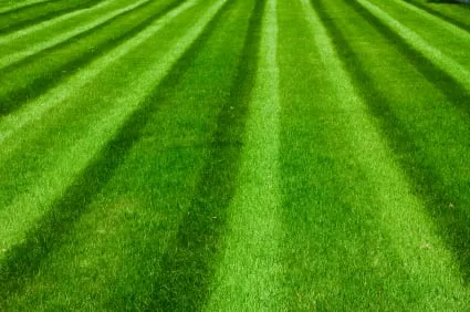 Custom yard cleanup service for year-round maintenance in Lynn, MA by FP Efficient Painting & Construction