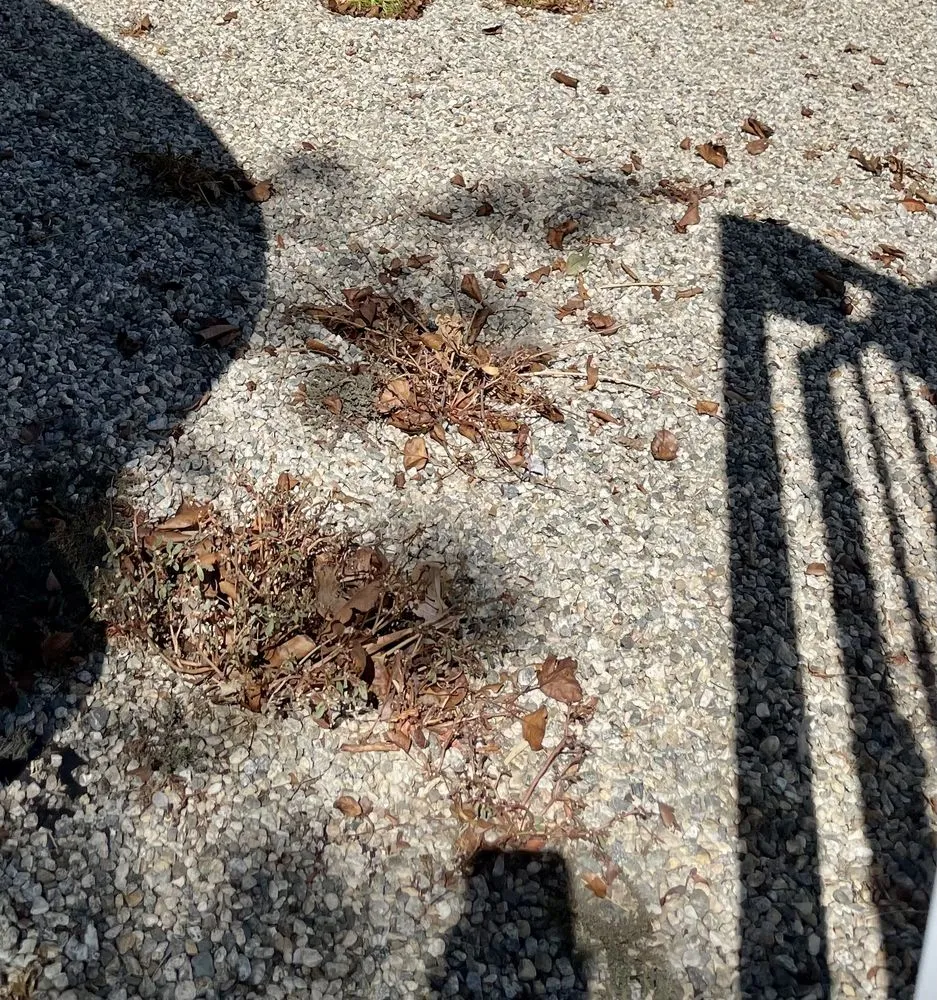 Expert landscaping services in Palmdale, CA by F&R Garden Services