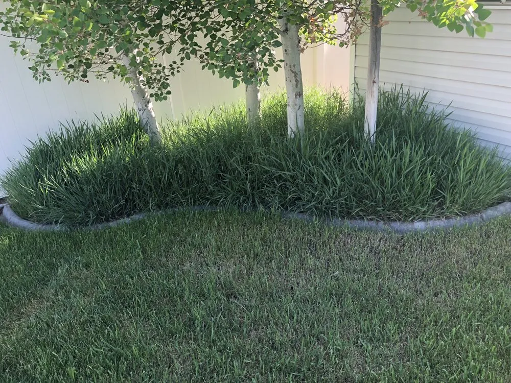 Trusted lawn care service for beautiful yards across Roy, UT - FRA Landscape and Concrete