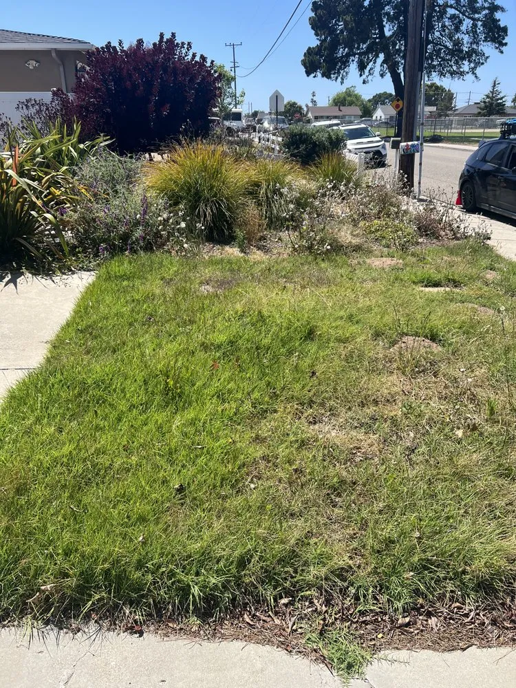 Local yard cleanup service near you in Arroyo Grande, CA by Frakes-Scapes Landscaping
