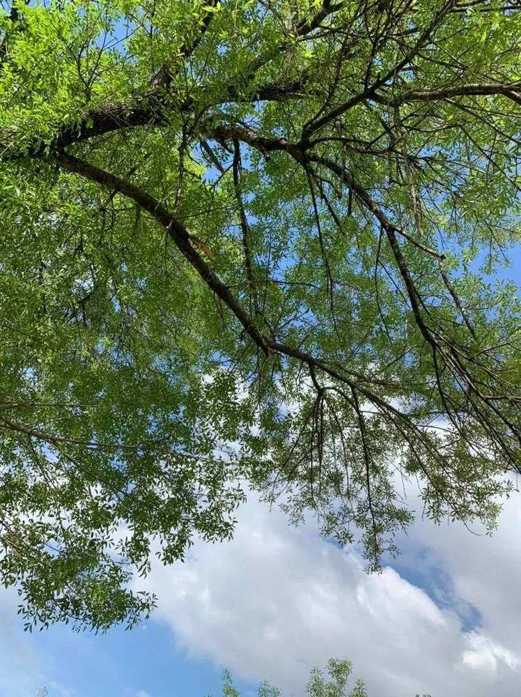 Reliable outdoor landscaping in San Antonio, TX - Francis Lawn & Maintenance