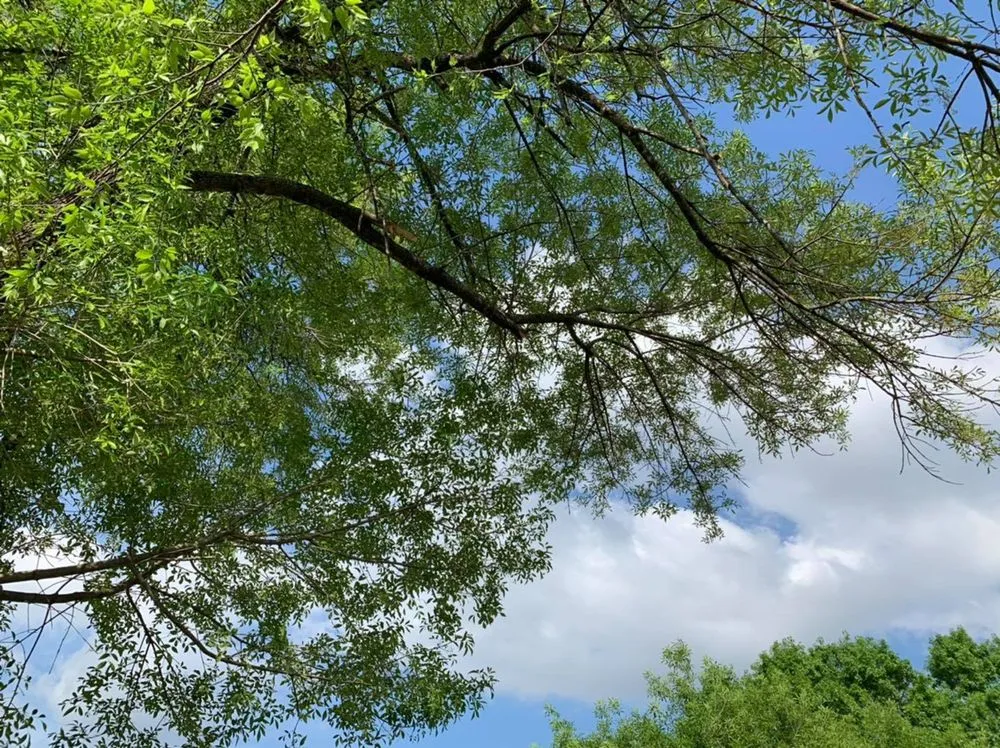 Custom yard maintenance for year-round maintenance across San Antonio, TX - Francis Lawn & Maintenance