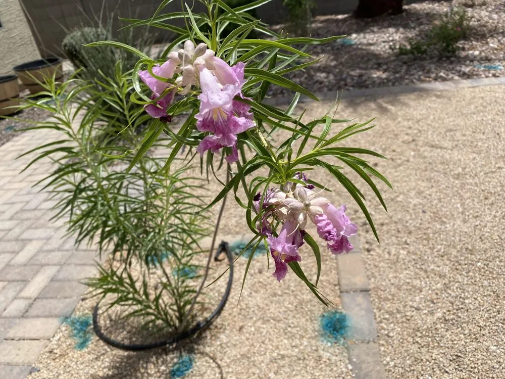 Professional residential landscaping in San Tan Valley, AZ - Franciscan Landscape