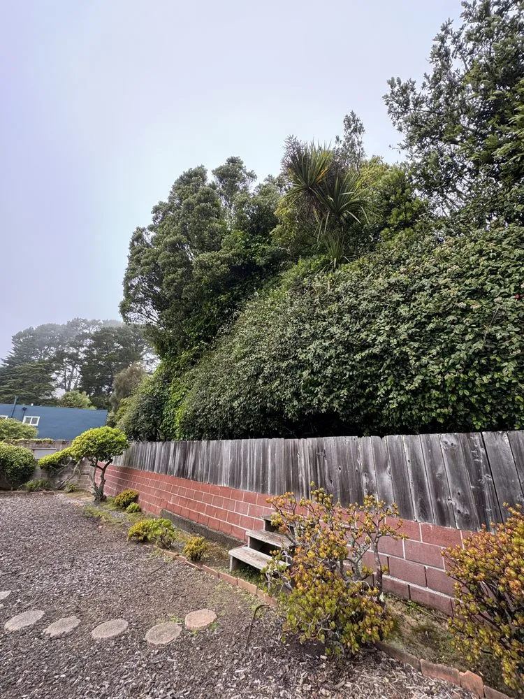 Top-rated landscape design in San Francisco, CA - Francisco Cleaner