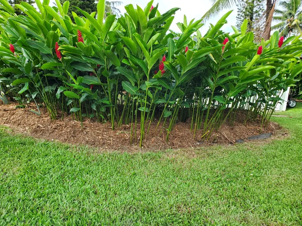 Local garden landscaping in Kula, HI by Francisco Colmenero Landscaping