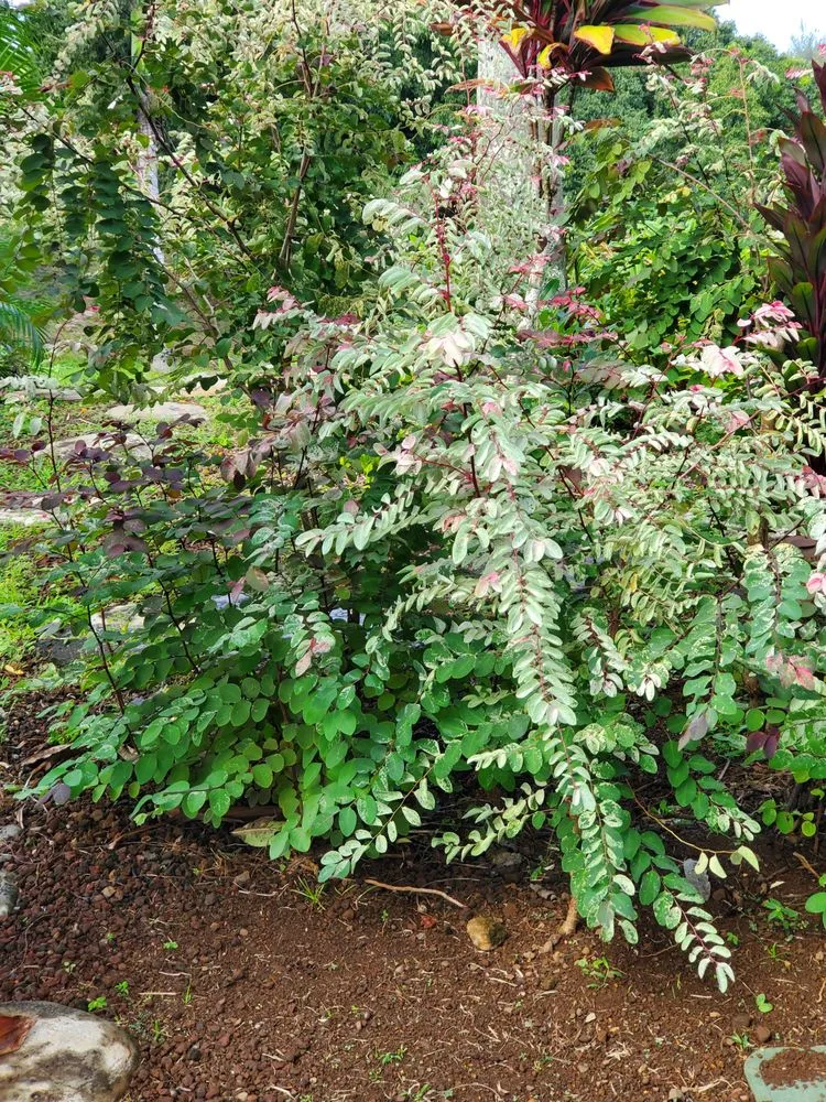 Reliable yard cleanup service experts serving Kula, HI - Francisco Colmenero Landscaping