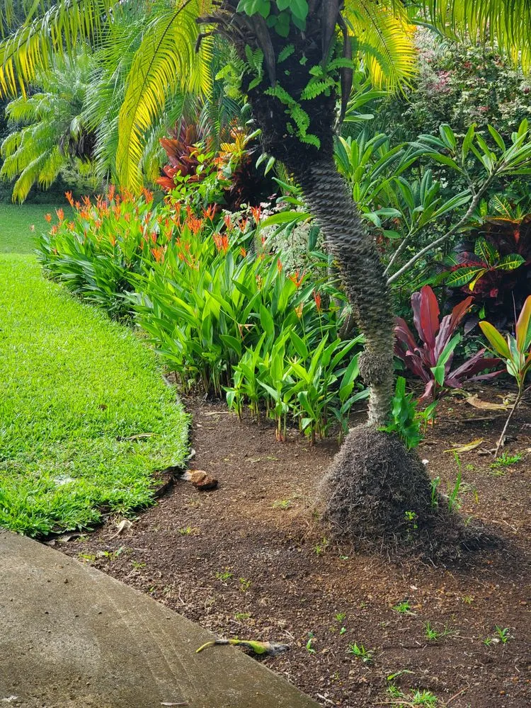 Professional yard cleanup service in Kula, HI by Francisco Colmenero Landscaping