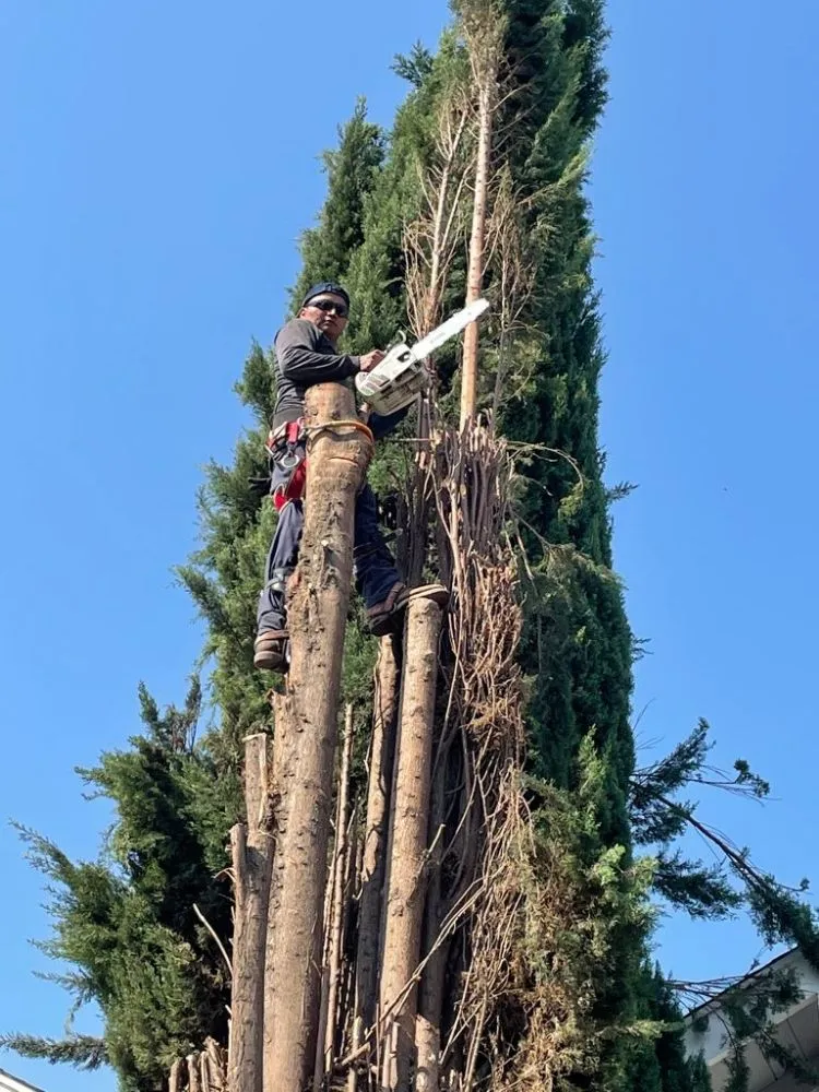 Trusted lawn mowing service in Santa Clarita, CA by Francisco Garcia Landscaping and Tree Service