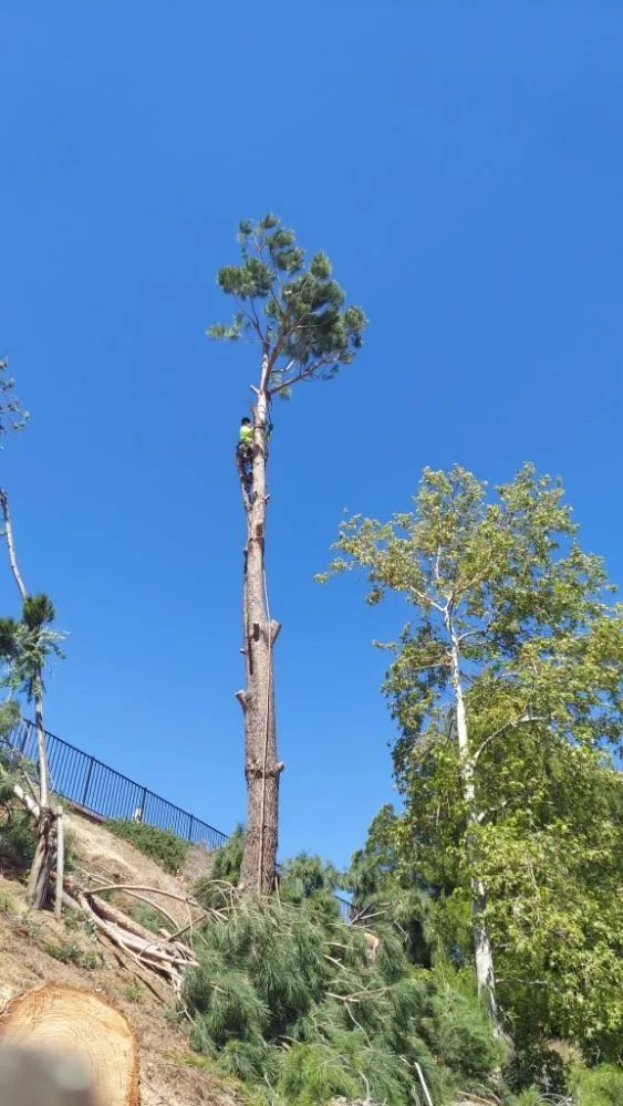Local outdoor landscaping in Santa Clarita, CA by Francisco Garcia Landscaping and Tree Service