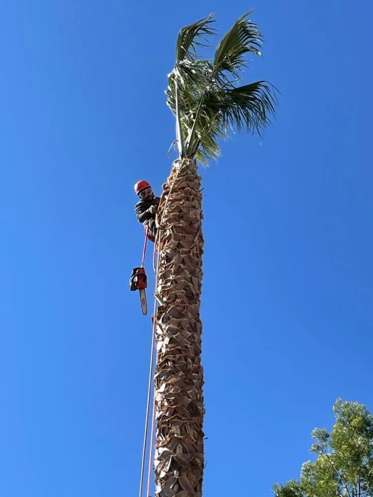 Expert lawn care service for residential properties in Santa Clarita, CA by Francisco Garcia Landscaping and Tree Service