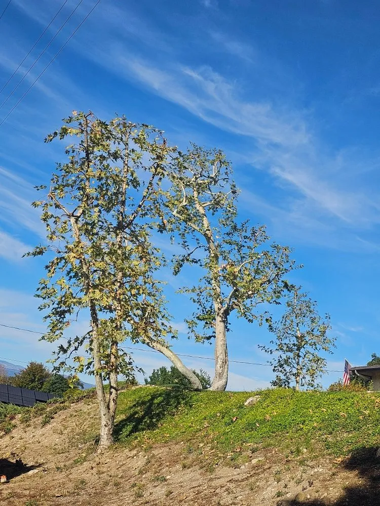 Professional lawn care service for outdoor upgrades across Santa Clarita, CA - Francisco Garcia Landscaping and Tree Service