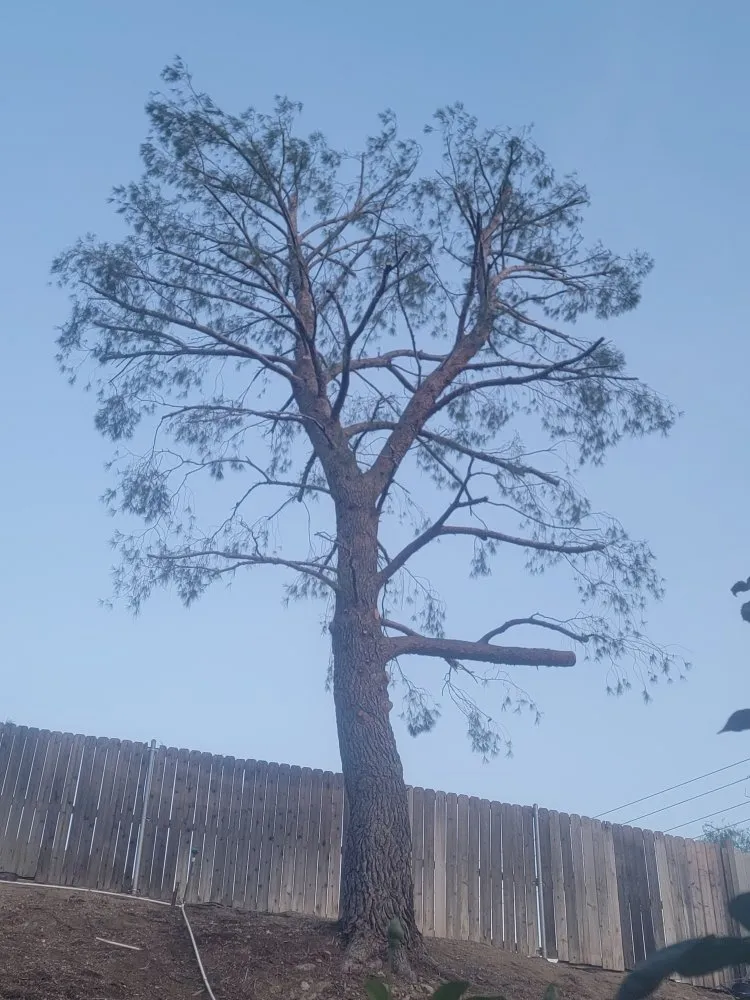 Expert outdoor landscaping for homes across Santa Clarita, CA - Francisco Garcia Landscaping and Tree Service