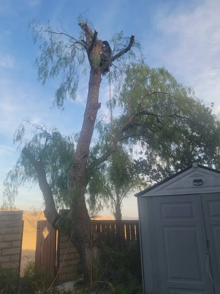 Trusted yard cleanup service experts serving Santa Clarita, CA - Francisco Garcia Landscaping and Tree Service