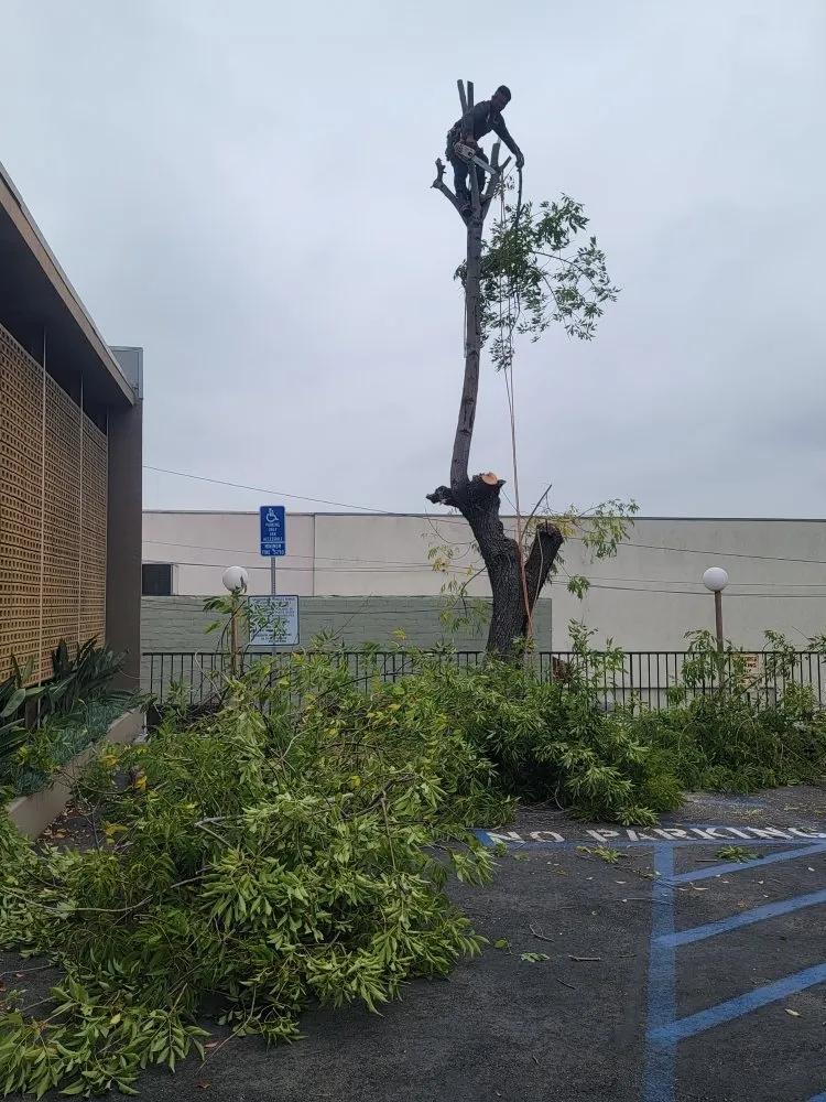 Affordable residential landscaping for beautiful yards in Santa Clarita, CA by Francisco Garcia Landscaping and Tree Service