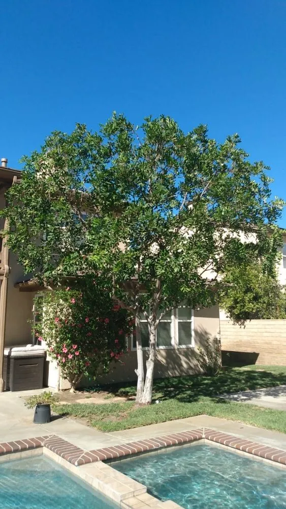 Local landscaping services experts serving Santa Clarita, CA - Francisco Garcia Landscaping and Tree Service