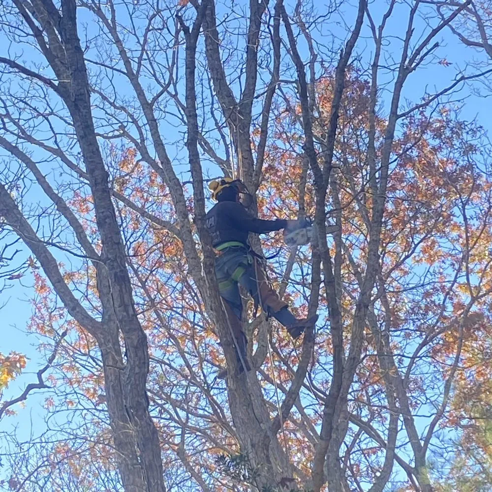 Reliable yard cleanup service in Flanders, NY - Francisco Gardening