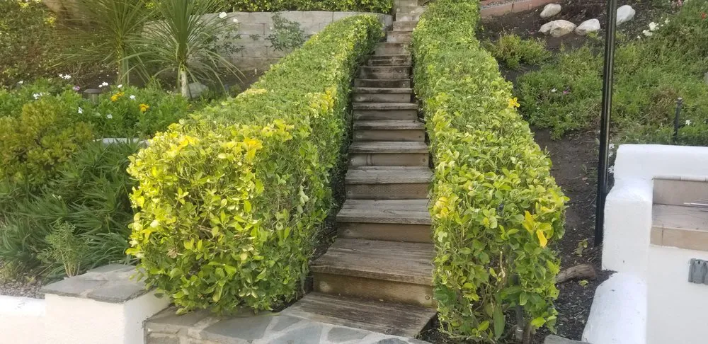 Custom lawn mowing service in Laguna Hills, CA by Francisco Gonzalez Landscape