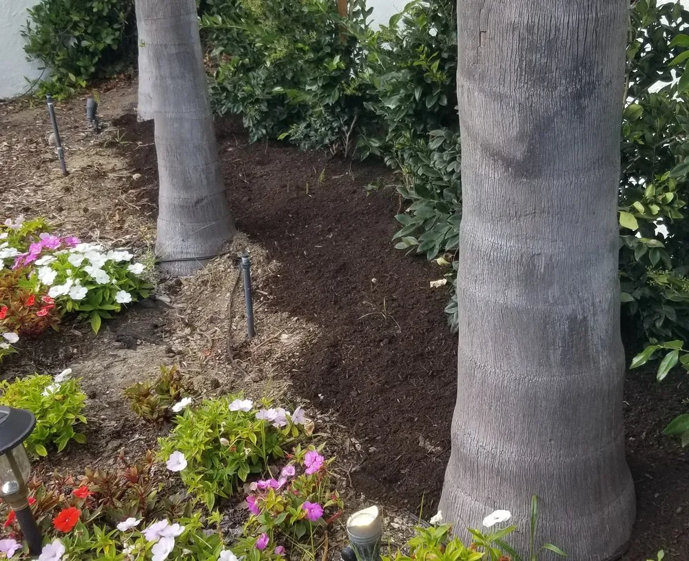 Trusted yard cleanup service in Laguna Hills, CA by Francisco Gonzalez Landscape