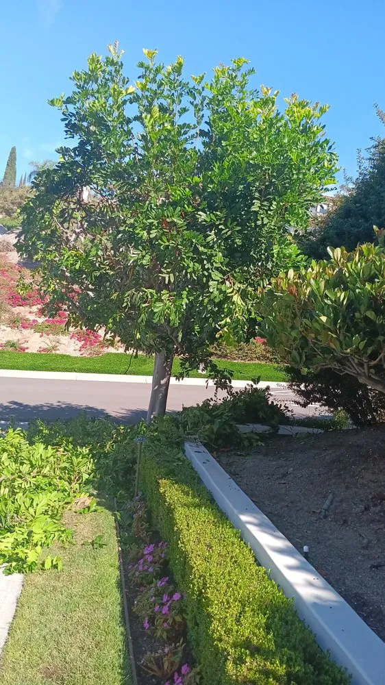 Reliable landscape design in Laguna Hills, CA - Francisco Gonzalez Landscape