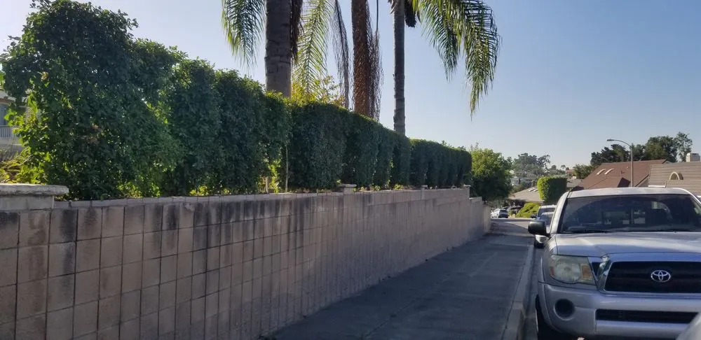 Top-rated lawn care service in Laguna Hills, CA by Francisco Gonzalez Landscape