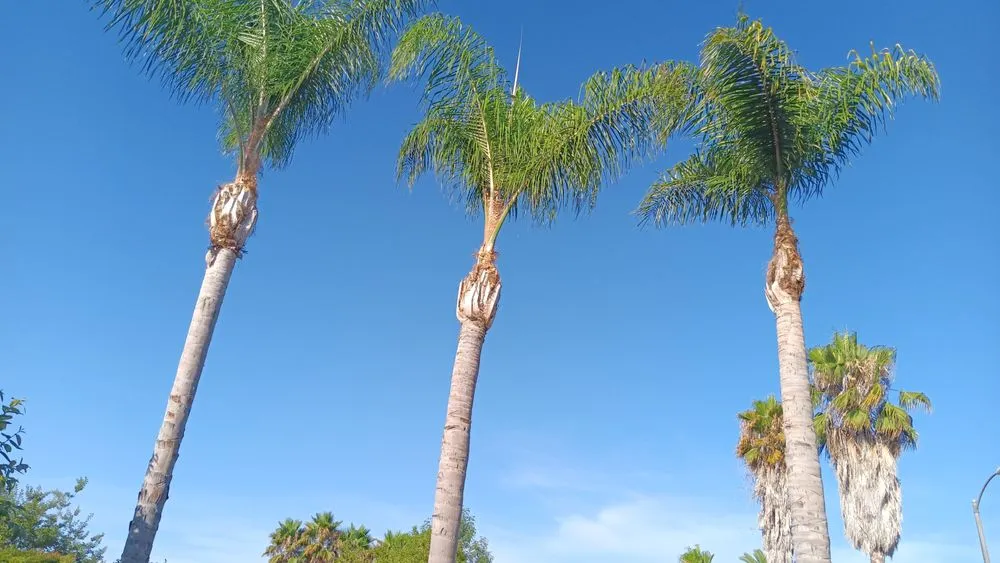 Trusted outdoor landscaping in Laguna Hills, CA - Francisco Gonzalez Landscape