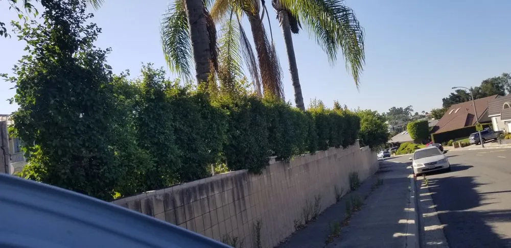 Custom outdoor landscaping in Laguna Hills, CA - Francisco Gonzalez Landscape