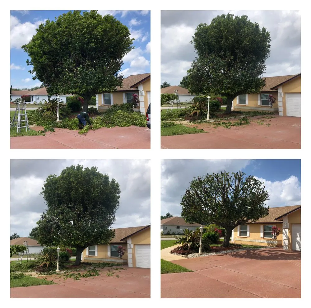 Trusted yard maintenance in Lake Worth, FL by Francisco Landscape