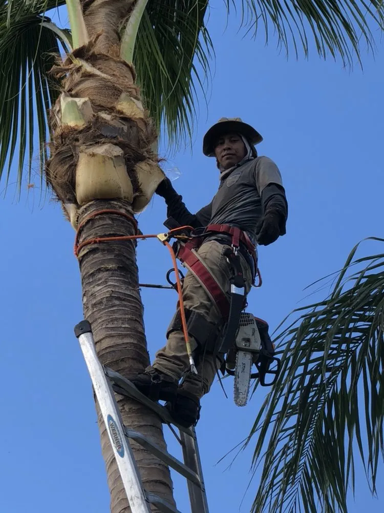 Reliable lawn care service in Lake Worth, FL - Francisco Landscape