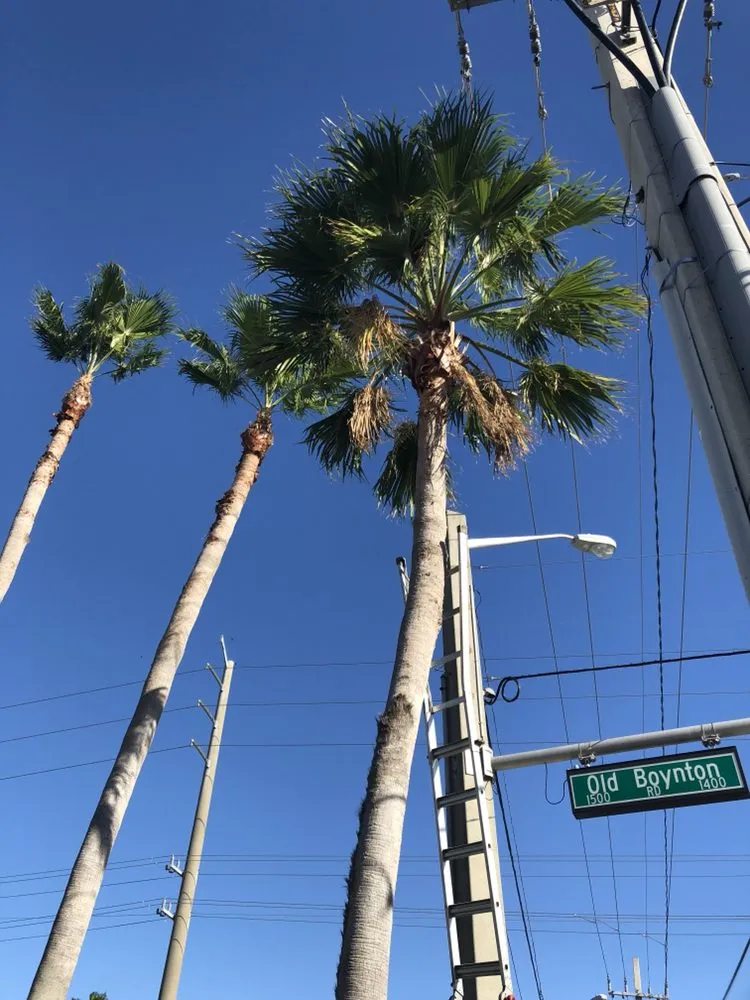 Trusted lawn mowing service with custom design in Lake Worth, FL by Francisco Landscape