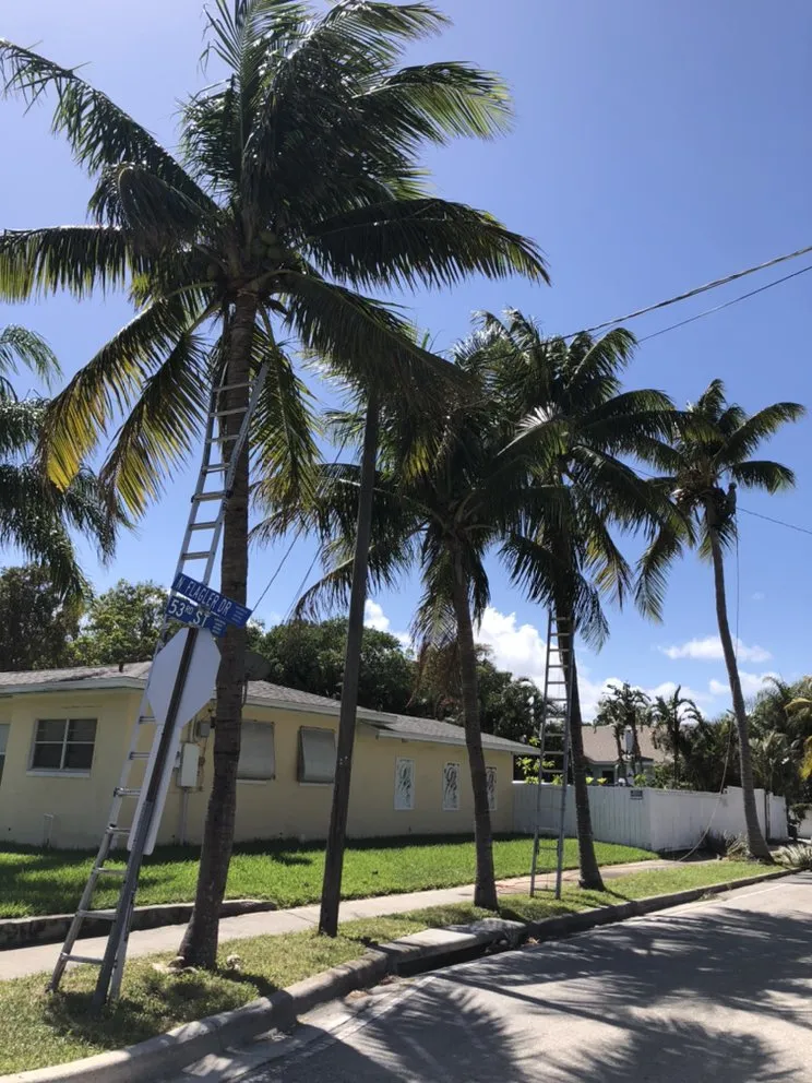 Custom yard cleanup service experts serving Lake Worth, FL - Francisco Landscape