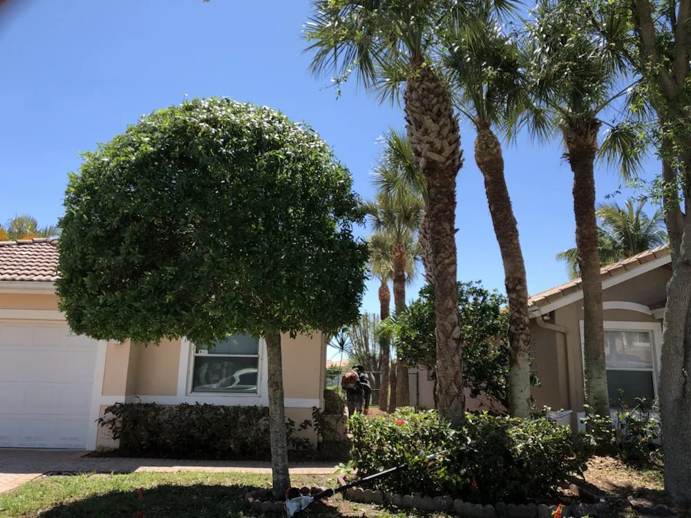 Affordable yard cleanup service with custom design in Lake Worth, FL by Francisco Landscape