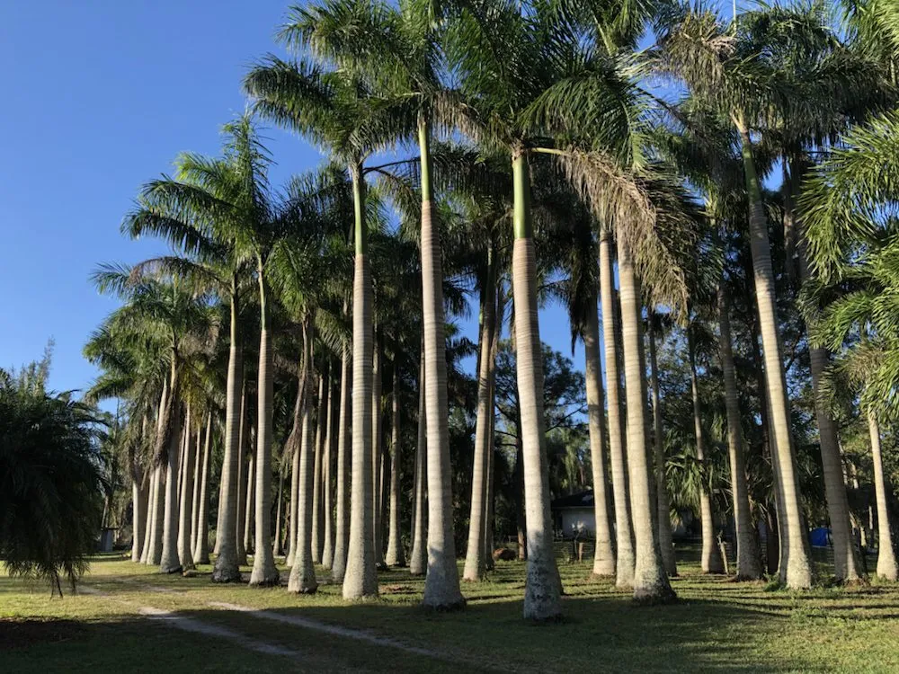 Reliable lawn care service experts serving Lake Worth, FL - Francisco Landscape