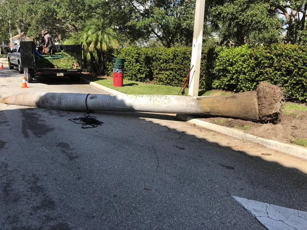 Local lawn care service experts serving Lake Worth, FL - Francisco Landscape