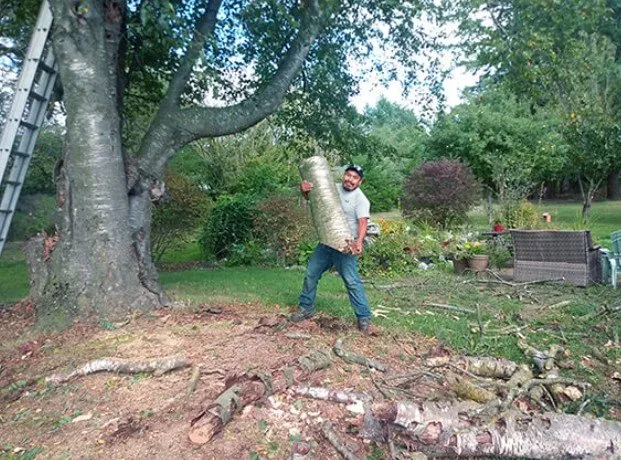 Custom yard cleanup service experts serving Bellingham, WA - Francisco Landscaping
