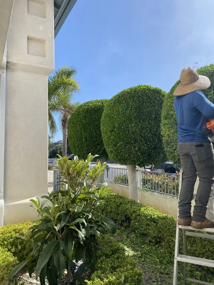 Expert garden landscaping for outdoor upgrades in Escondido, CA by Francisco Landscaping