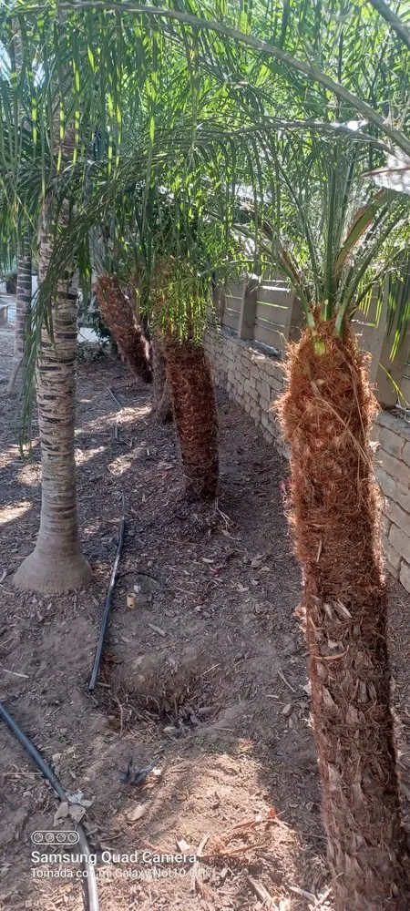 Trusted landscape installation in Escondido, CA - Francisco Landscaping