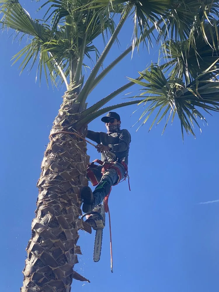 Affordable residential landscaping in Escondido, CA - Francisco Landscaping