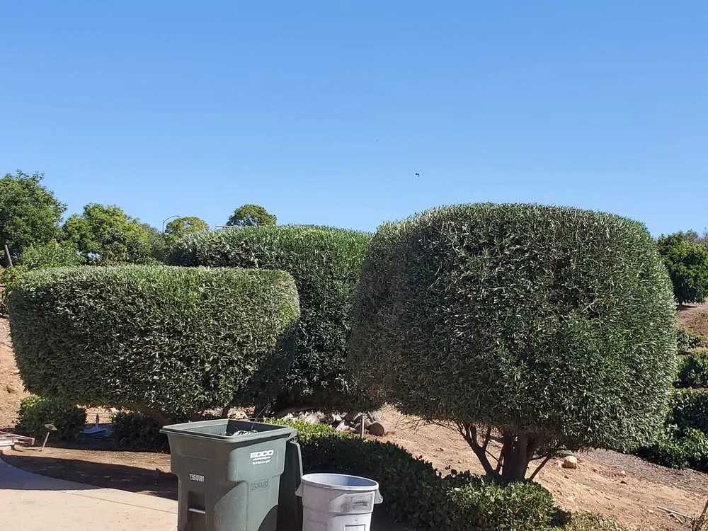 Custom landscape design in Escondido, CA - Francisco Landscaping